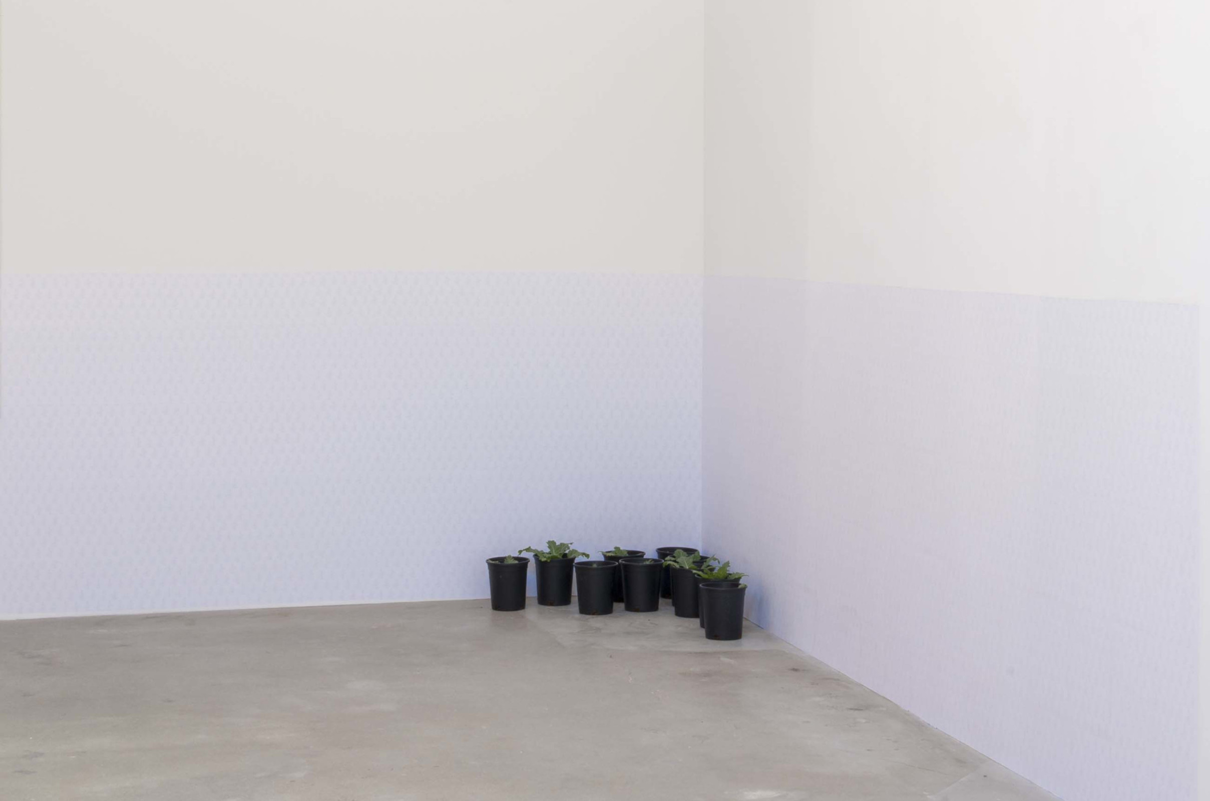 A corner of a gallery with a group of very young deadly nightshade plants barely big enough to be seen over the rim of black plastic nursery pots . A wallpaper with a very faint pattern lines the walls from the floor to about 3 feet up the wall
