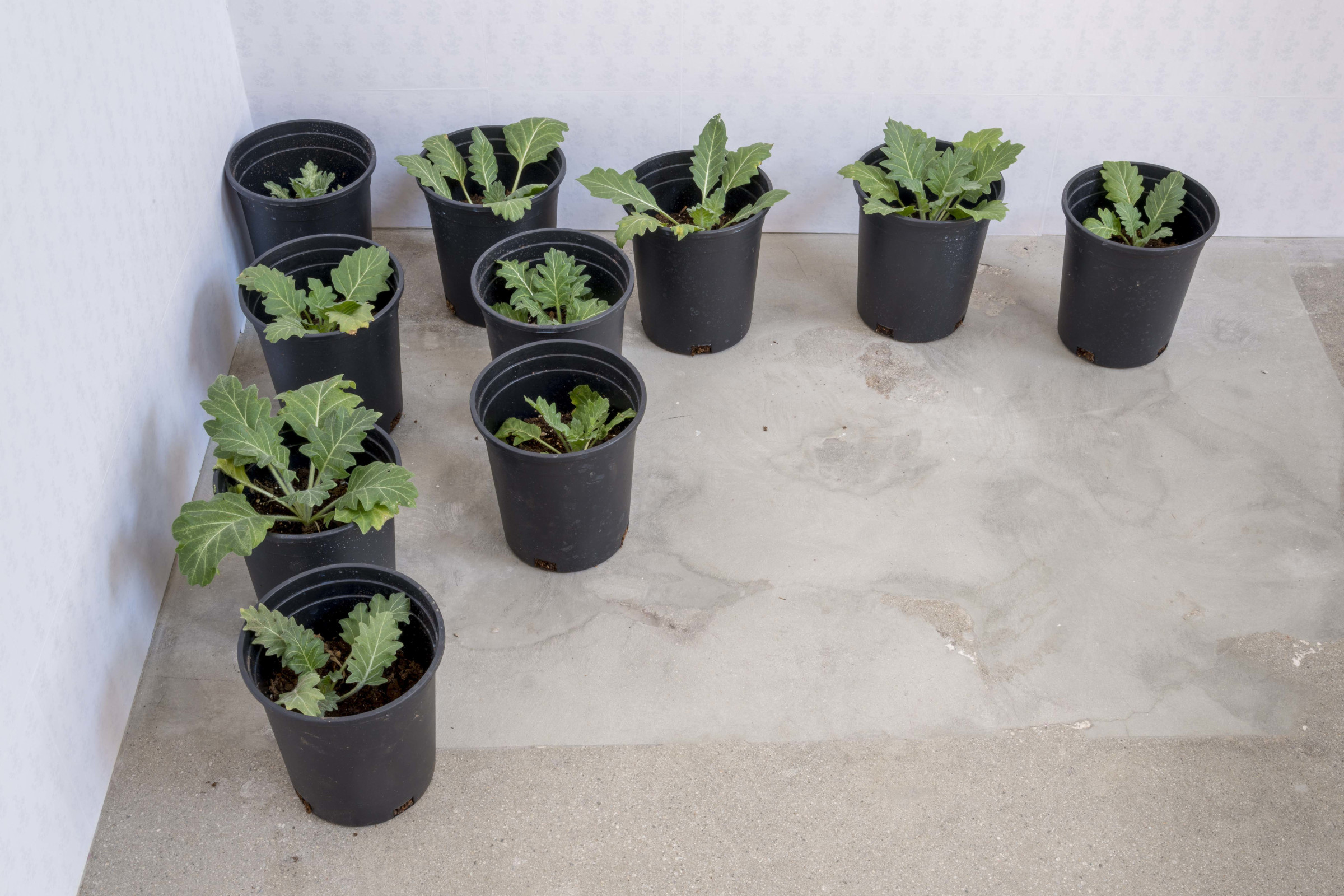 A group of very young deadly nightshade plants barely big enough to be seen over the rim of black plastic nursery pots in a corner